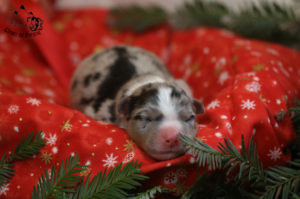 Read more about the article Le père Noël est passé !