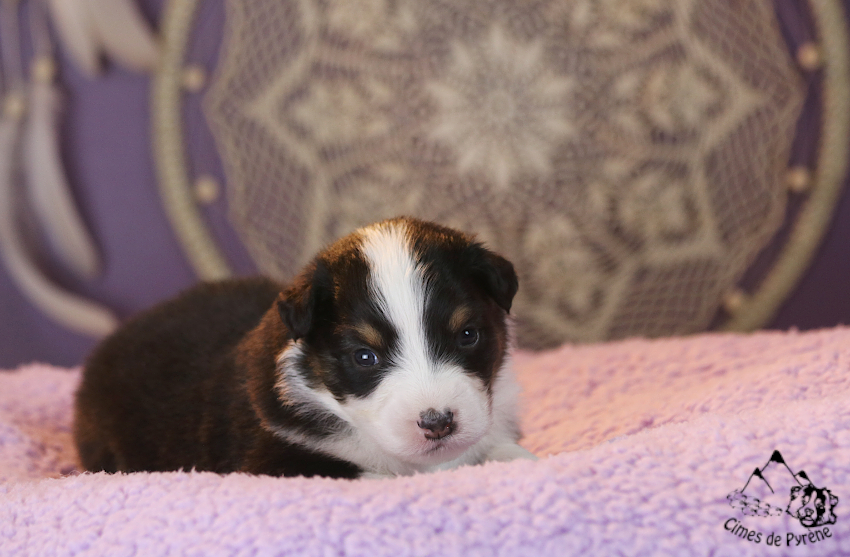 Read more about the article 3 semaines : de vrais petits chiens !